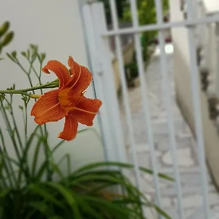Lägenhet Lily *